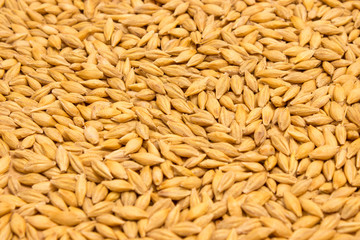 barley grain background - 105207857