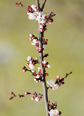 apricot flowers on a tree in nature