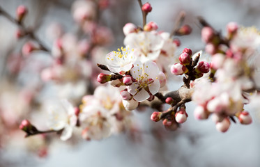 apricot flowers on a tree in nature