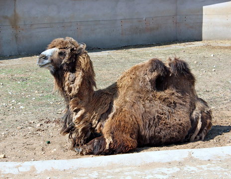 Bactrian two-hump camel in the zoo
