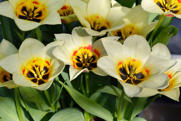 Greigii tulips are also known as Greig's tulips and Turkestan tulips