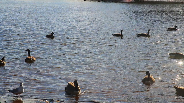 Gulls, swans, guses and other birds. Danube river, River water geese
