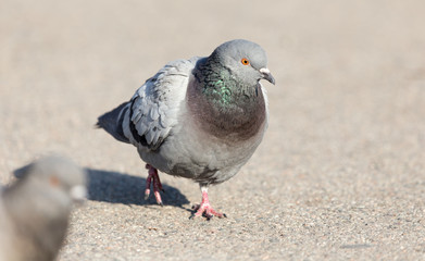 portrait of pigeon on nature