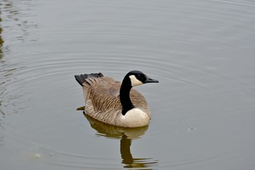 Canadian goose