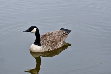 Canadian goose