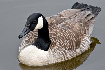 Canadian goose