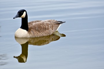 Canadian goose
