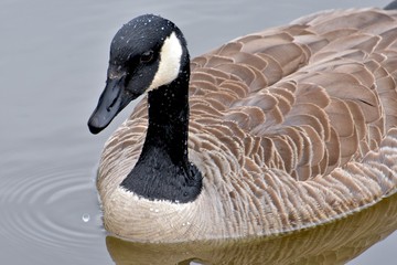 Canadian goose