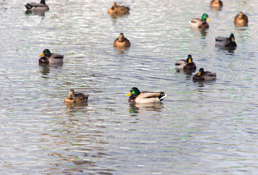 ducks in a lake in nature