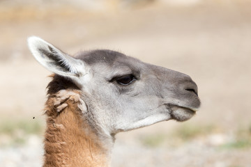 Portrait of a Lama  in nature