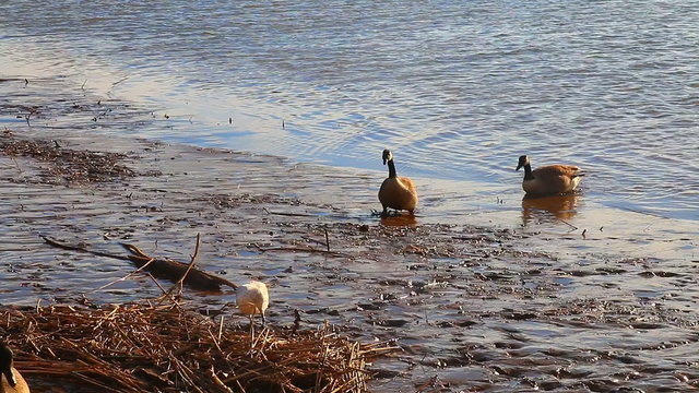 Gulls, swans, guses and other birds. Danube river, River water geese
