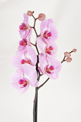 Pink streaked orchid flower