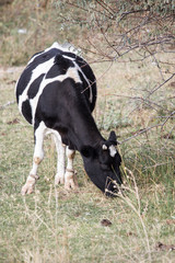 cow in a pasture in nature