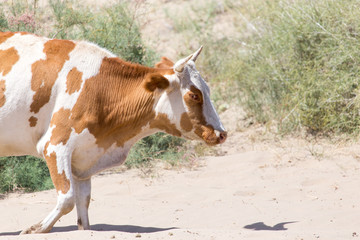 cow in the sands of the steppe