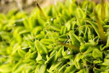 Fototapeta premium moss green in nature. macro