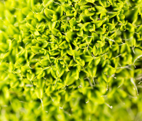 moss green in nature. macro