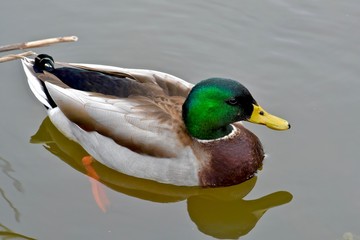 Obraz premium Mallard duck