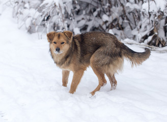 dog portrait outdoors in winter