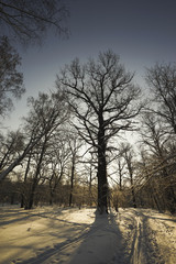 Winter snowy forest at sunset.