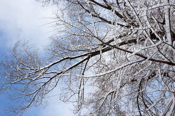 Fototapeta na wymiar Snow on the tree against the blue sky