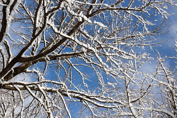 Snow on the tree against the blue sky