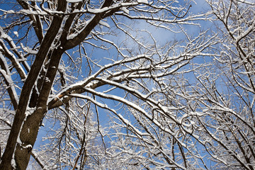 Snow on the tree against the blue sky
