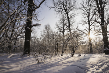 Winter snowy forest at sunset.