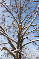 Snow on the tree against the blue sky