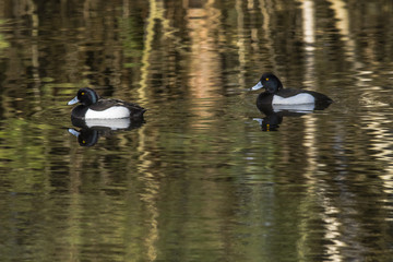 Reiherente (Aythya fuligula)