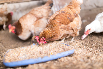 red chicken on a farm in nature
