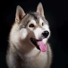 Husky, studio