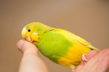 Yellow and Green female budgerigar, parakeet