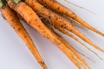 freshly picked carrots