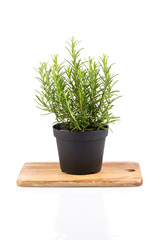 rosemary inside a black pot