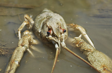 Danube crayfish