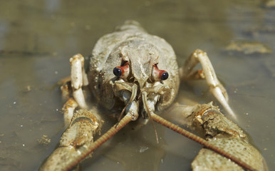 Danube crayfish