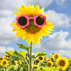 sunflower wearing pink sunglasses with blue sky background