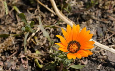 Orange flower on a slightly blurred background