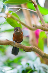 Female Brazilian tanager