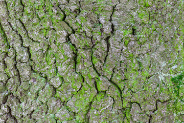 texture of tree bark