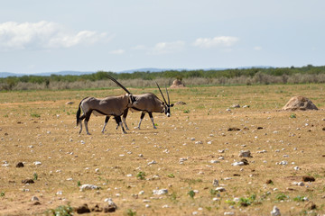Naklejka na ściany i meble A Gemsbok (Oryx gazella)