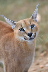 Caracal portrait in Namibia