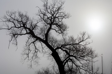 One morning mist covering the small island 