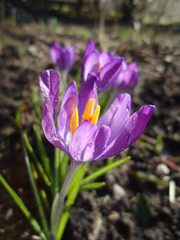 Naklejka premium Przyroda, piękno, natura, kwiaty, radość, życie ,miłość