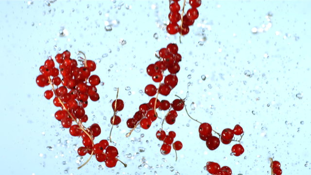 Red Currants and water splashing