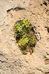 Plants in limestone hole.