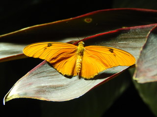 orange butterfly on a leaf