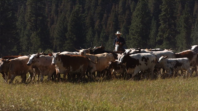 Cowboy on horse herding cattle, slow motion