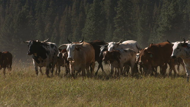 Cattle stampede, slow motion