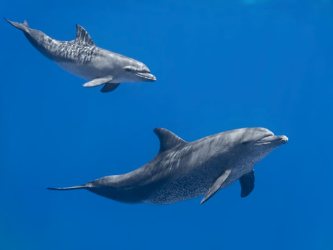 Dolphins family (baby and mother) swimming in water of the blue